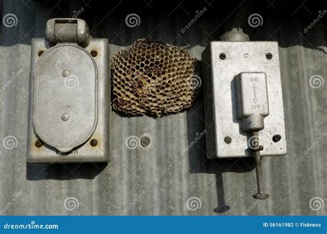 wasp nest electrical box|electrical panel box wasps.